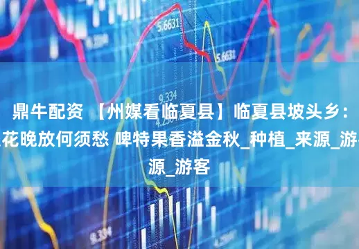 鼎牛配资 【州媒看临夏县】临夏县坡头乡：梨花晚放何须愁 啤特果香溢金秋_种植_来源_游客