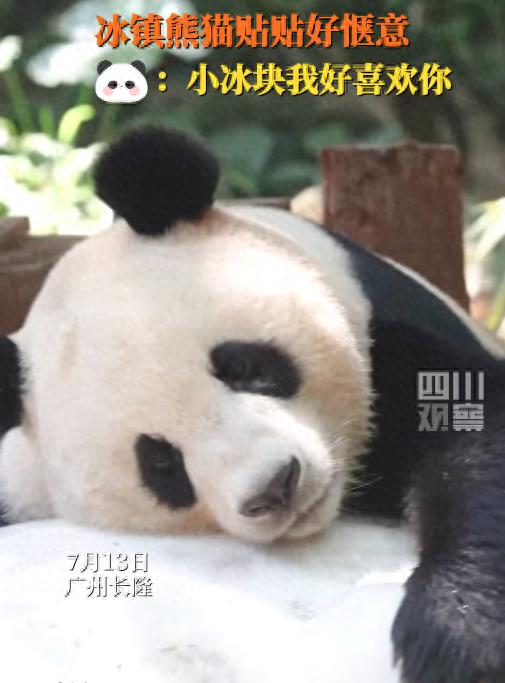 库东投资 大熊猫爱小冰块！高温天上新冰镇大熊猫
